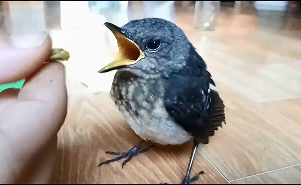 Nuôi chích chòe than đúng cách để chim khỏe, hót hay